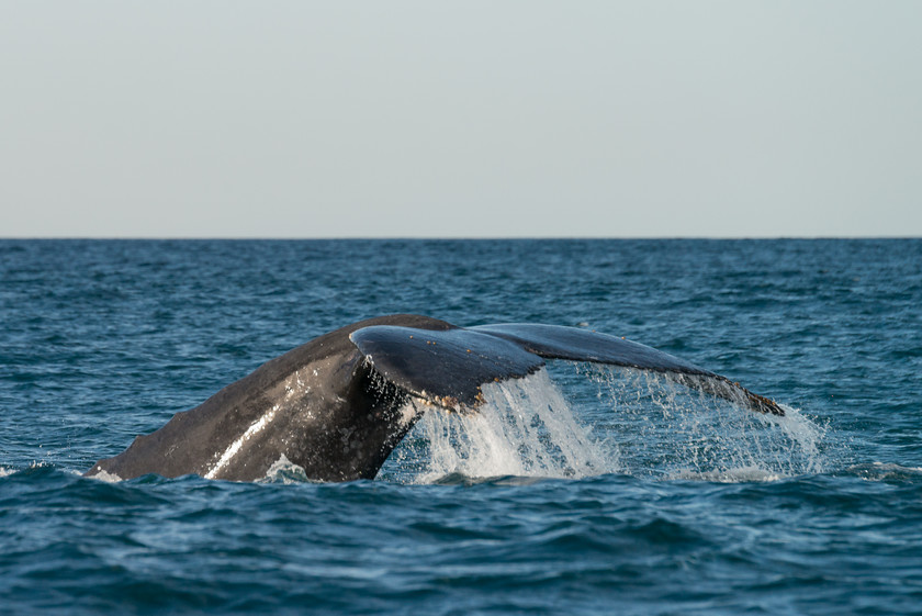 DSC2849 
 www.keithmuirphoto.co.uk 
 Keywords: Humpback Whale, Madagascar, travel, whales, wildlife