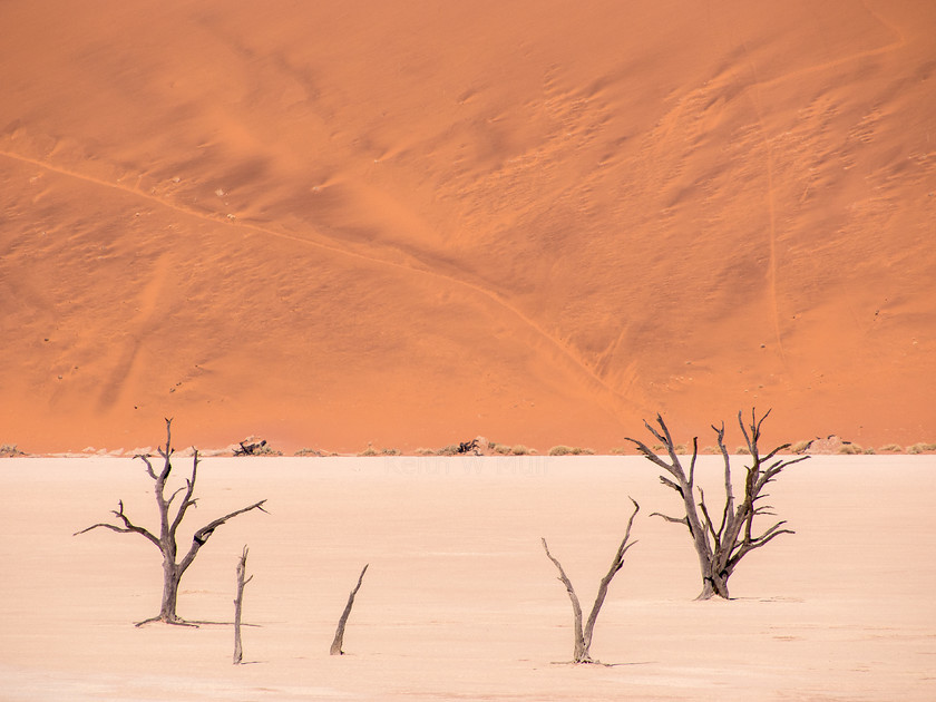 P7141640 
 Keywords: Africa, Deadvlei, Namibia, South West Africa, landscapes, travel