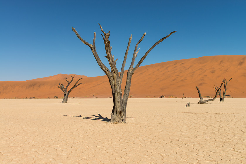 DSC 3453 
 Keywords: Africa, Deadvlei, Namib desert, Namib-Naukluft National Park, Namibia, Sossuvlei, South West Africa, dunes, landscapes, sand, sand dunes, travel