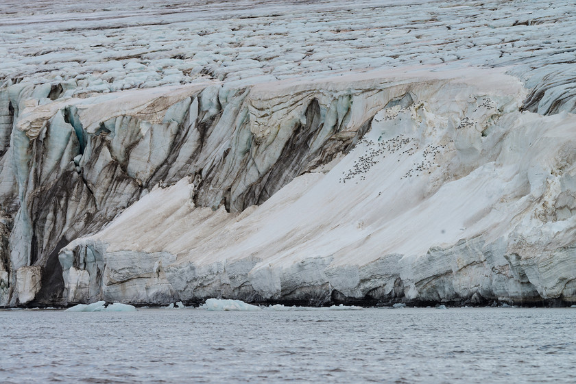 DSC5029 
 www.keithmuirphoto.co.uk 
 Keywords: Arctic, Barentsøya, Freemanbreen, Freemansundet, Norway, Spitzbergen, Svalbard, birds, glacier, ice, icebergs, kittiwake, landscapes, polar, travel, wildlife