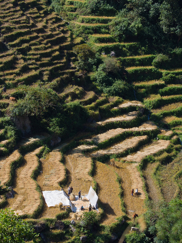 Working the Rice Fields 
 Keywords: Bhutan, Eastern Bhutan, Olympus, Phong Me, countryside, harvest, rice, rice fields, rural, terraced fields, terraces