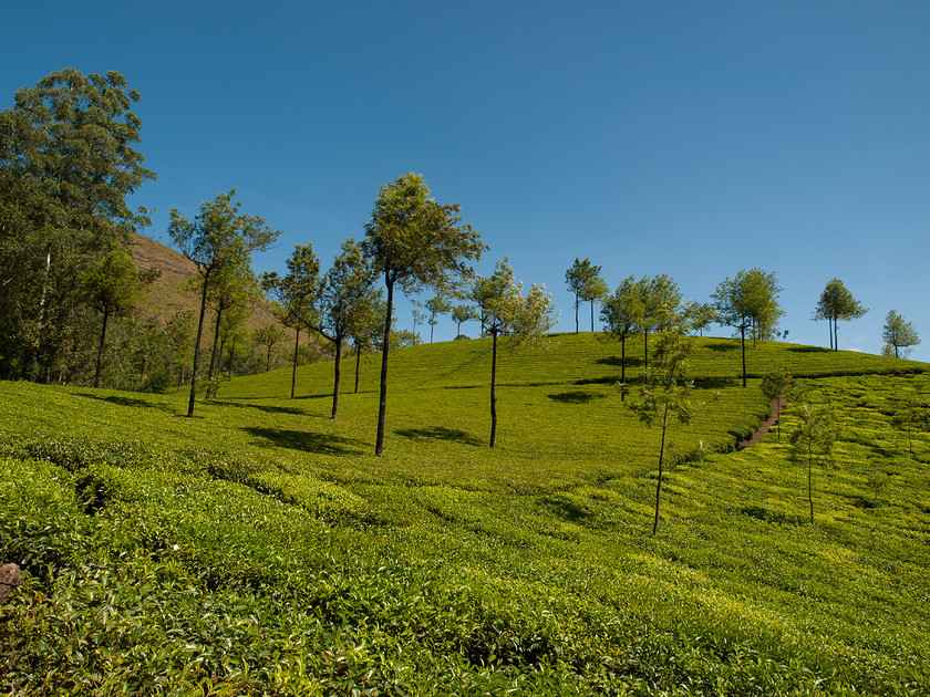 P1047679 
 Tea Plantations, Karan Devan Hills 
 Keywords: E-3, India, Kerala, Munnar, Olympus, South India, hills, holiday, landscapes, tea, tea plantations, travel