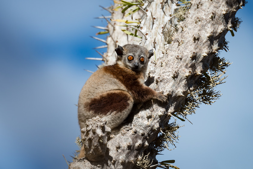 DSC2359 
 www.keithmuirphoto.co.uk 
 Keywords: Ifaty, Madagascar, Spiny Forest, animals, lemur, lemurs, mammals, nature, travel, trees, wildlife