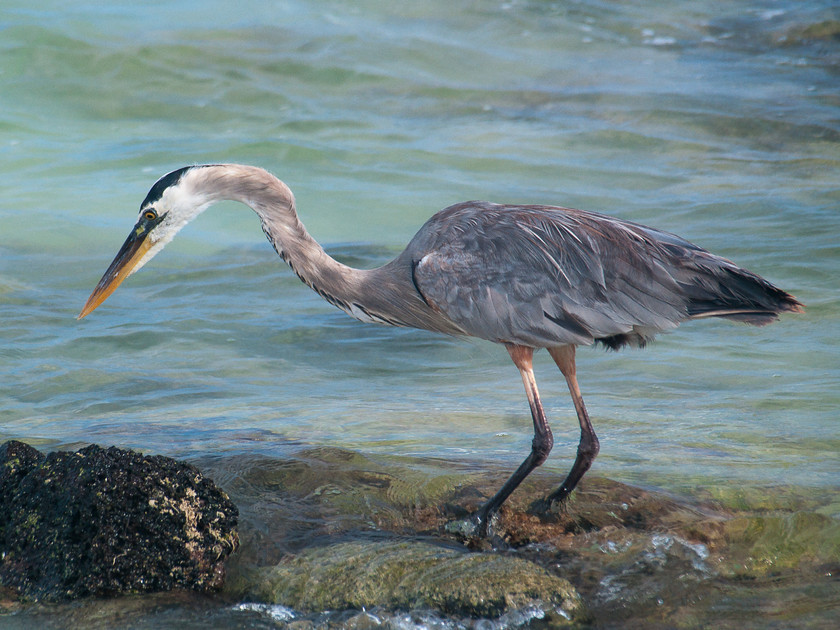 P4154779 
 Keywords: E-400, Ecuador, Galapagos, Galapagos Islands, Olympus, animals, birds, grey heron, heron, travel, wildlife