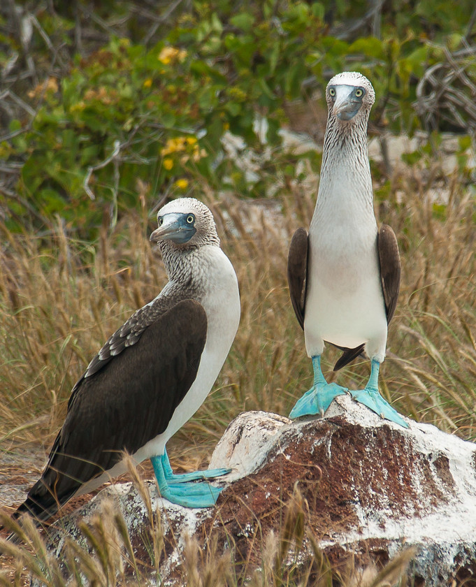 P4092109 
 Keywords: Blue-foot Boobies, Boobies, E-400, Galapagos, Isla Seymour Norte, Olympus, animals, birds, wildlife