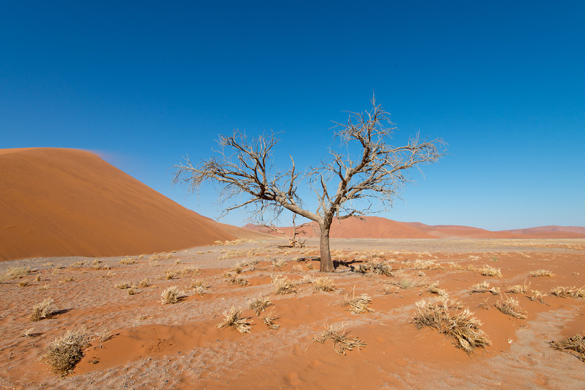 DSC 3373 
 Keywords: Africa, Dune 45, Namib desert, Namib-Naukluft National Park, Namibia, Sossuvlei, South West Africa, dunes, landscapes, sand, sand dunes, travel