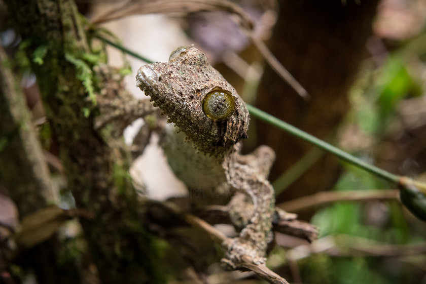 DSC1481 
 www.keithmuirphoto.co.uk 
 Keywords: Madagascar, Ranomafana, gecko, rainforest, reptiles, travel, wildlife