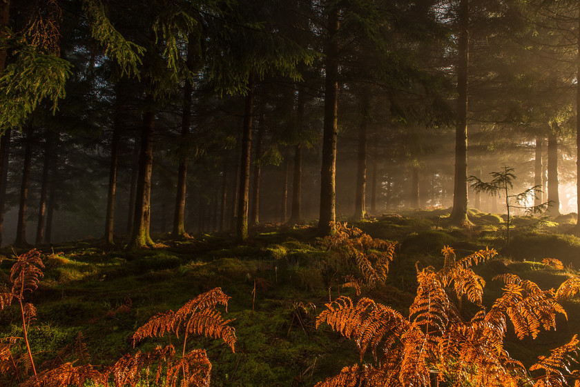 DSC 6827 
 Keywords: Autumn, Loch Ard Forest, Scotland, Trossachs, bracken, forest, landscapes, mist, morning, trees, woodland, woods