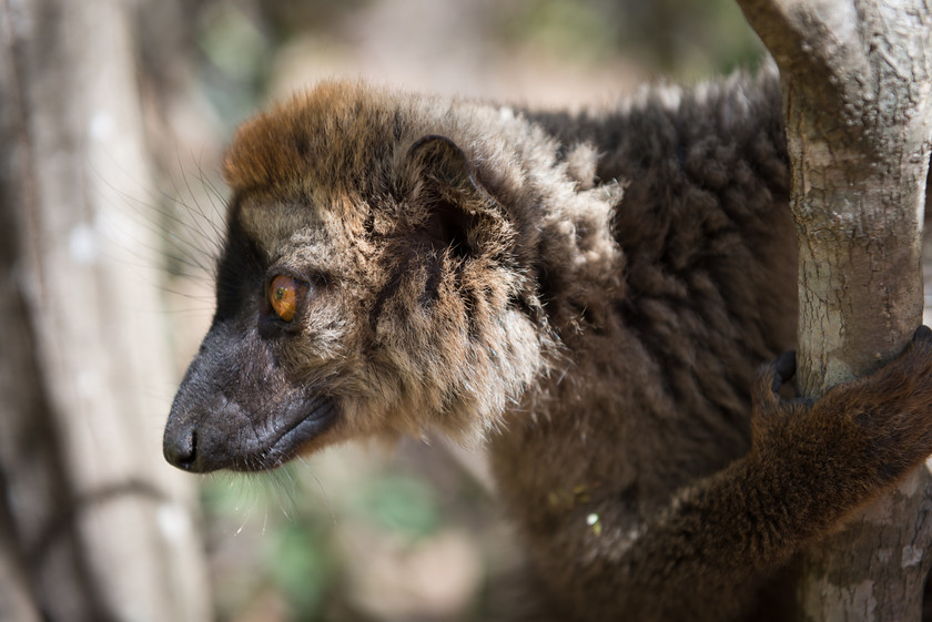 DSC2013 
 www.keithmuirphoto.co.uk 
 Keywords: Isalo, Madagascar, animals, lemur, lemurs, mammals, travel, wildlife