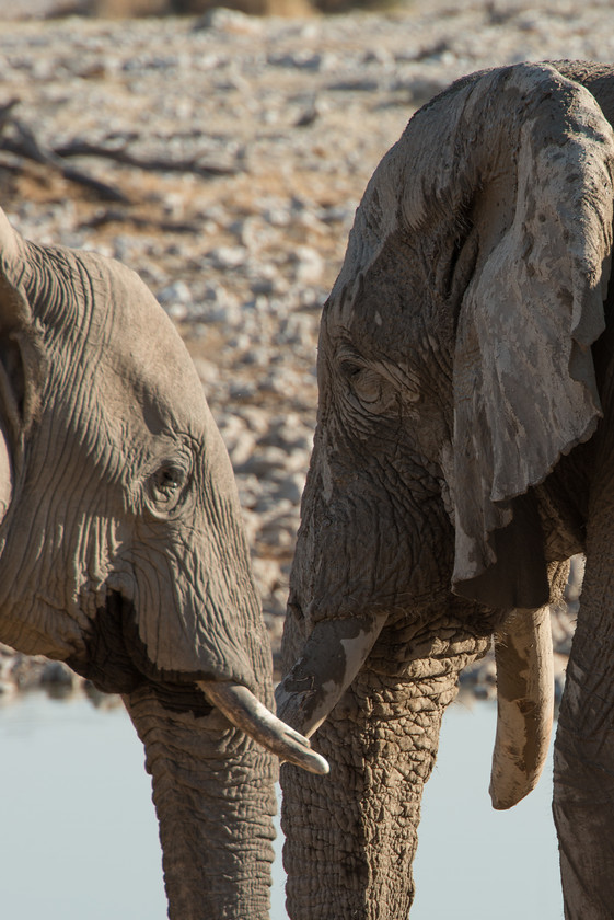 DSC 4340 
 Two Minds as One: Etosha Elephants, Namibia 
 Keywords: Africa, Etosha, Etosha National Park, Namibia, South West Africa, animals, elephants, mammals, travel, watering hole, wildlife