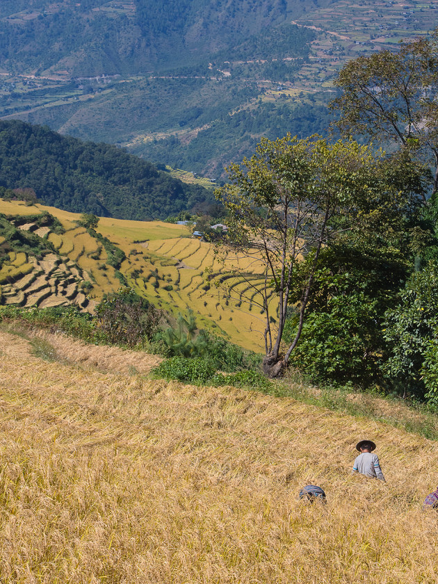 In the Rice Fields, Phong Me 
 Keywords: Bhutan, E-M5, Eastern Bhutan, Olympus, Phong Me, countryside, harvest, people, rice, rice fields, rural