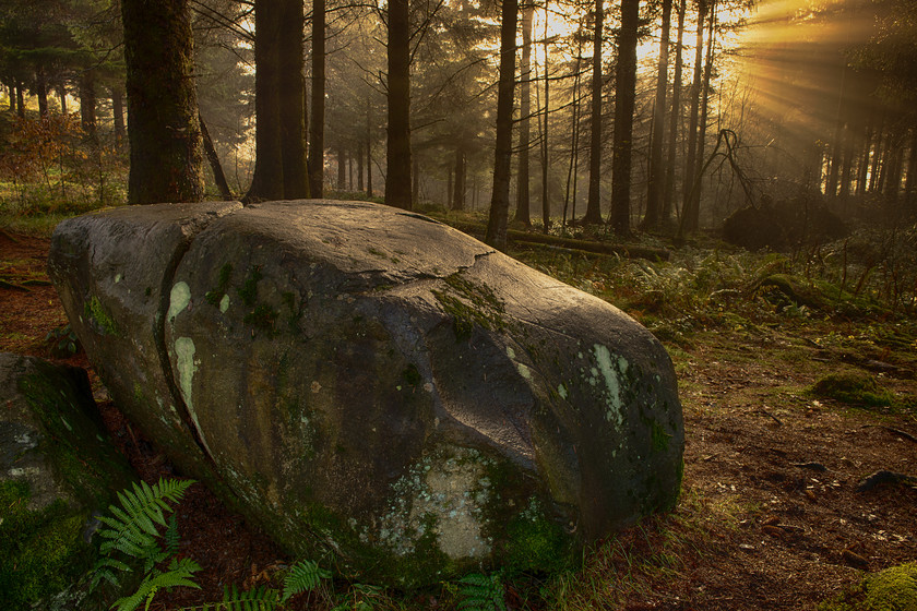 DSC 6846 HDR 
 Loch Ard Forest, early morning light 
 Keywords: Autumn, Loch Ard Forest, Scotland, Trossachs, bracken, forest, landscapes, mist, morning, trees, woodland, woods