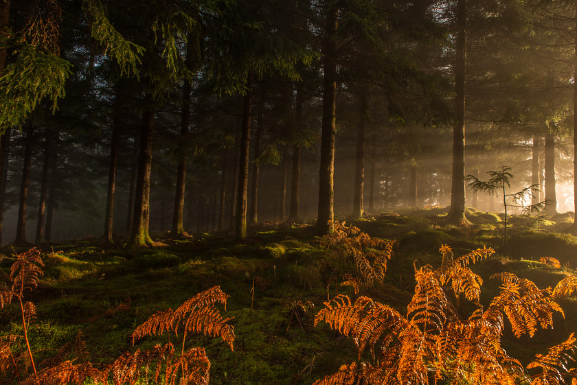 DSC 6827 
 Forest Light 
 Keywords: Autumn, Loch Ard Forest, Scotland, Trossachs, bracken, forest, landscapes, mist, morning, trees, woodland, woods