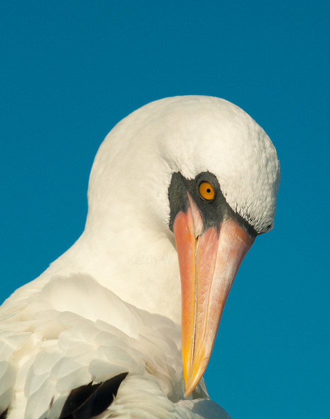 P4113903 
 Keywords: E-400, Ecuador, Espanola, Galapagos, Galapagos Islands, Nazca Boobies, Olympus, Punta Suarez, birds, travel, wildlife