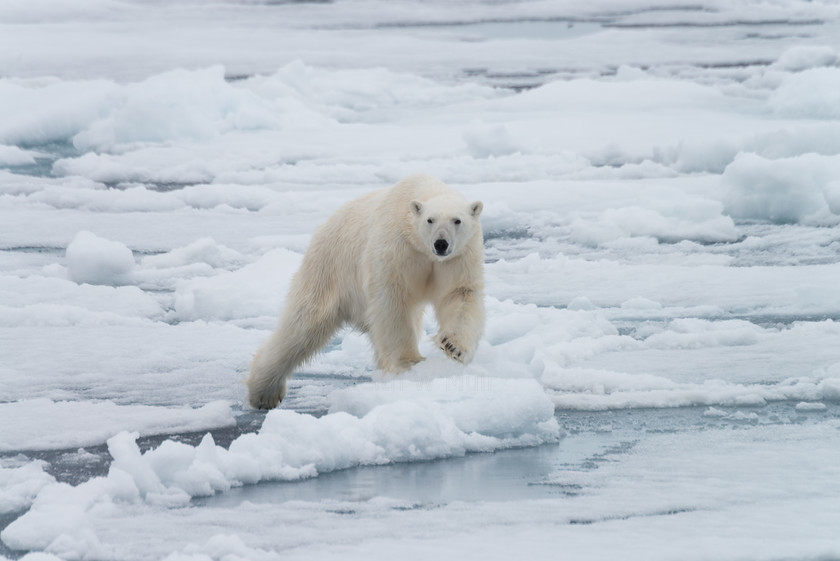 DSC4299 
 www.keithmuirphoto.co.uk 
 Keywords: Arctic, Norway, Polar Bear, Spitzbergen, Svalbard, bear, ice, mammals, pack ice, polar, sea ice, top predator, travel, wildlife