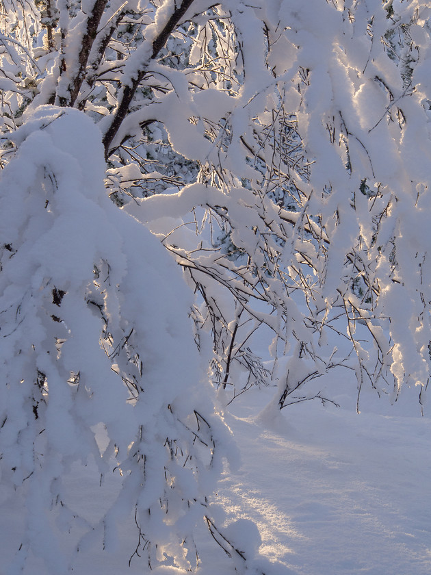 P2110411 
 Sunlight Through Snow 
 Keywords: Europe, Finland, Lapland, Menesjarvi, Sub-Arctic, forest, landscapes, snow, travel, trees, winter, woodlands, woods