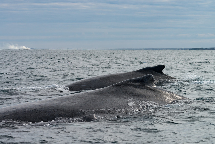 DSC2908 
 www.keithmuirphoto.co.uk 
 Keywords: Humpback Whale, Madagascar, travel, whales, wildlife