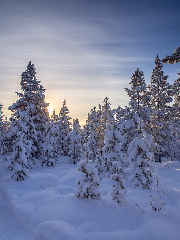 P2110406 
 Frozen Forests 
 Keywords: Europe, Finland, Lapland, Menesjarvi, Sub-Arctic, forest, landscapes, snow, travel, trees, winter, woodlands, woods