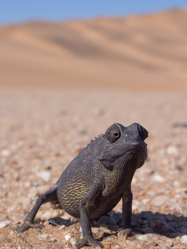 P7161682 
 Keywords: Africa, Namibia, South West Africa, Swakopmund, animals, chameleon, desert, dunes, reptiles, sand, sand dunes, travel, wildlife