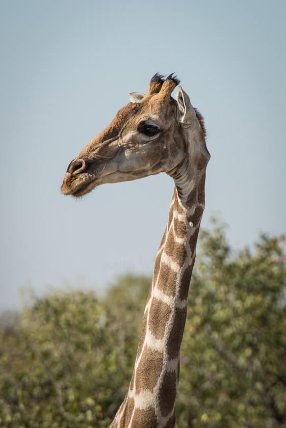 DSC 4160 
 Keywords: Africa, Etosha, Etosha National Park, Namibia, South West Africa, animals, giraffe, mammals, travel, wildlife