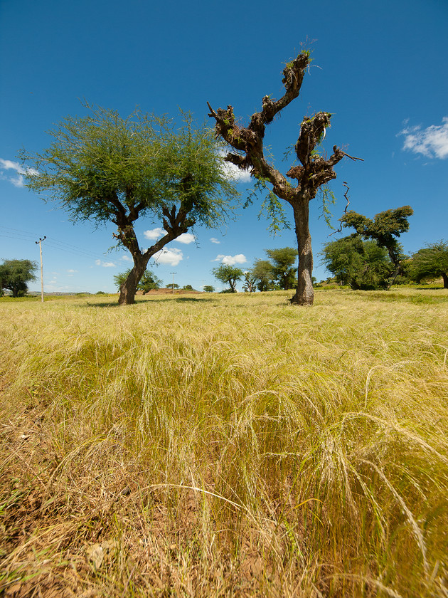 PA152026 
 Keywords: Africa, East Africa, Ethiopia, Olympus, Sub-Saharan Africa, cereals, crops, fields, landscapes, teff, travel, trees