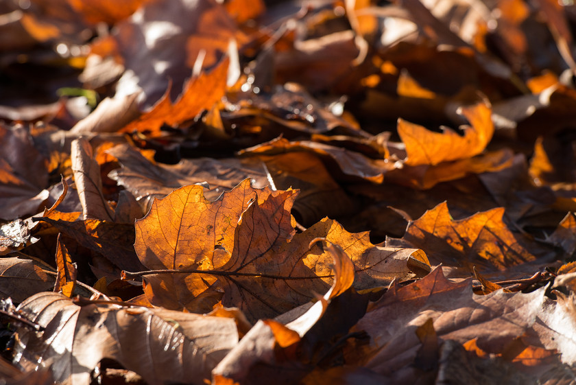 DSC 6376 
 Keywords: Autumn, Botanic Gardens, Glasgow, Hillhead, Kelvinside, Scotland, leaves, morning