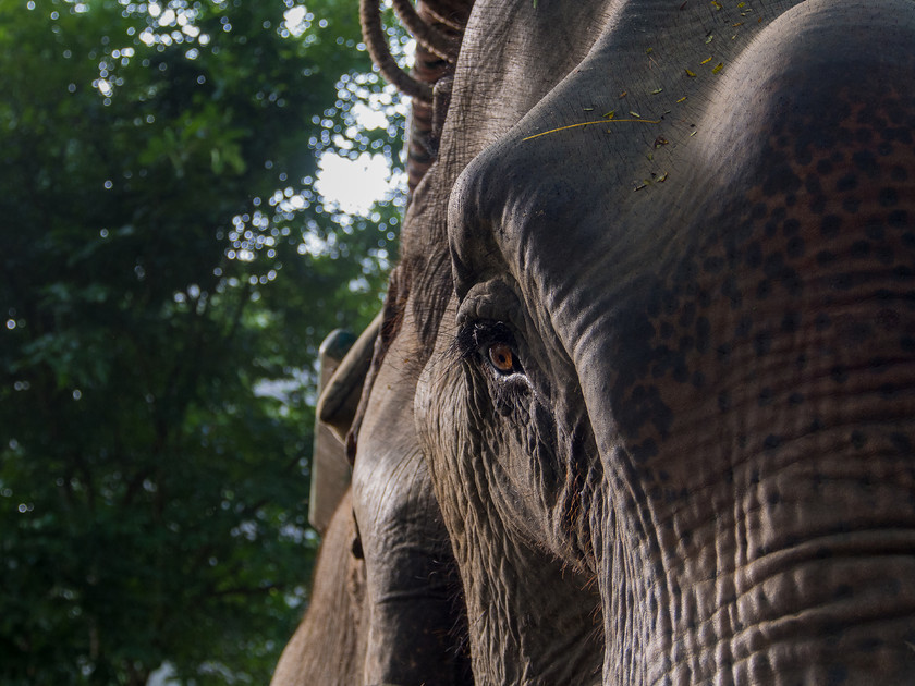 PA201018 
 Elephant Eye 
 Keywords: Asian elephant, Assam, India, Indian elephant, Kaziranga, Olympus, animals, elephant, travel, wildlife