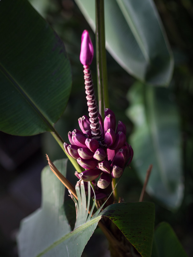 Banana Plant 
 OLYMPUS DIGITAL CAMERA 
 Keywords: Bali, Indonesia, Sarin Buana, travel