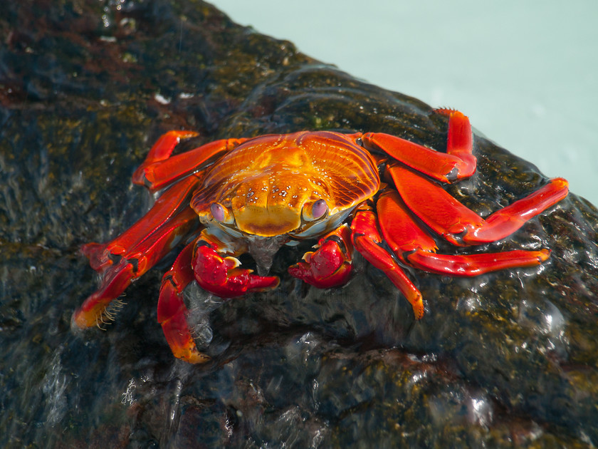 P4113836 
 Keywords: E-400, Ecuador, Espanola, Galapagos, Galapagos Islands, Gardner Bay, Olympus, Sally Lightfoot Crab, crabs, lava crab, travel, wildlife