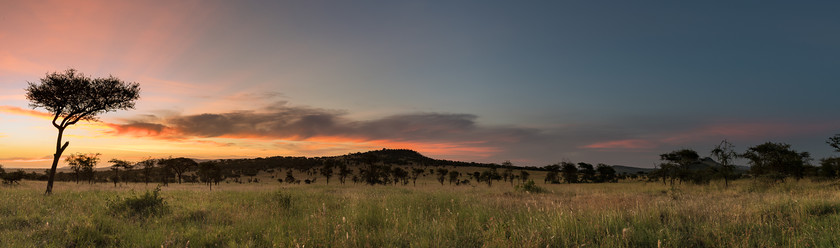 DSC6426-Pano 
 www.keithmuirphoto.co.uk 
 Keywords: Africa, East Africa, Serengeti, Serengeti National Park, Sub-Saharan Africa, Tanzania, landscapes, sunset, travel, trees