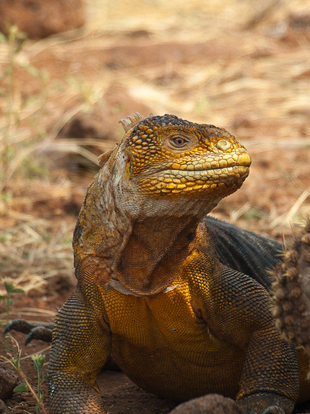 P4092123 
 Keywords: E-400, Galapagos, Isla Seymour Norte, Olympus, animals, iguanas, land iguanas, reptiles, wildlife