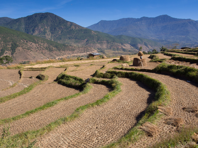 PB011156 
 Keywords: Bhutan, Olympus, Phunaka, agriculture, farming, fields, travel