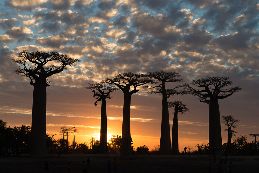 DSC9990 
 www.keithmuirphoto.co.uk 
 Keywords: Avenue of the Baobabs, Madagascar, baobab, landscapes, travel, trees