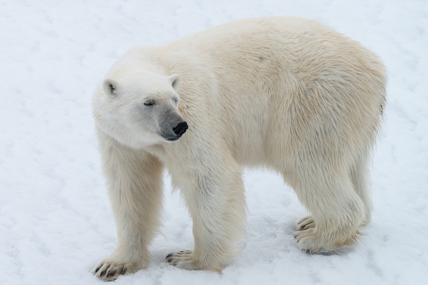 DSC4072 
 www.keithmuirphoto.co.uk 
 Keywords: Arctic, Norway, Polar Bear, Spitzbergen, Svalbard, animals, bear, ice, mammals, nature, pack ice, polar, sea ice, top predator, travel, wildlife