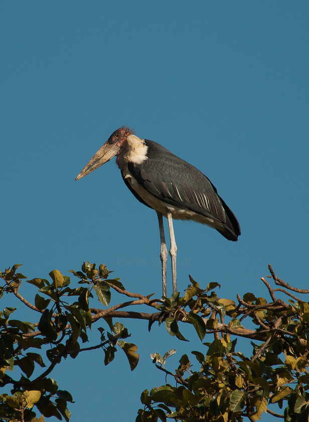 PA141828 
 OLYMPUS DIGITAL CAMERA 
 Keywords: Africa, Bahirdar, East Africa, Ethiopia, Marabou Stork, Olympus, Sub-Saharan Africa, animals, birds, stork, travel, wildlife