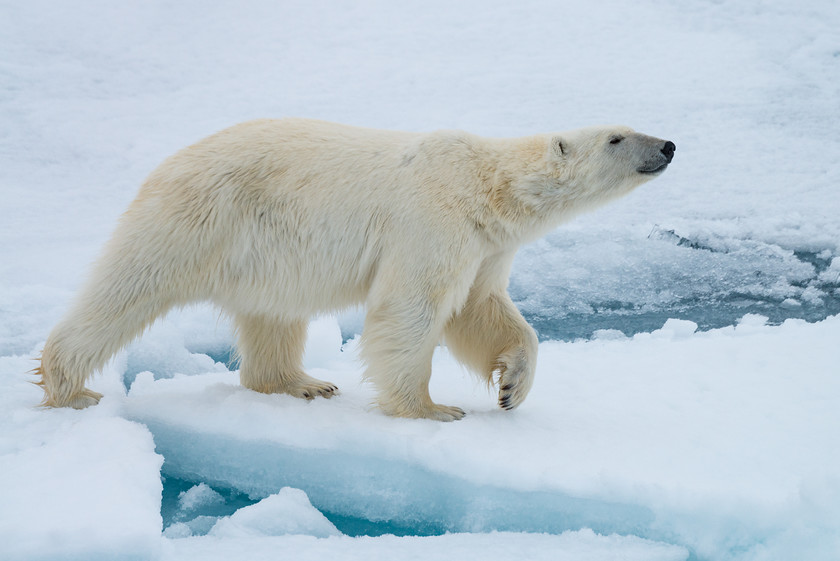 DSC4150 
 www.keithmuirphoto.co.uk 
 Keywords: Arctic, Norway, Polar Bear, Spitzbergen, Svalbard, animals, bear, ice, mammals, nature, pack ice, polar, sea ice, top predator, travel, wildlife