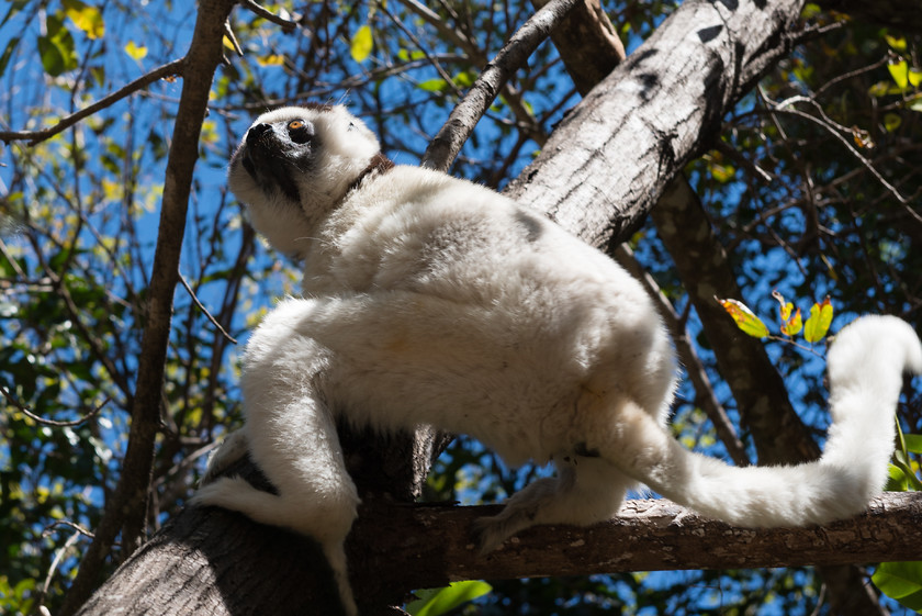 DSC2121 
 www.keithmuirphoto.co.uk 
 Keywords: Isalo, Madagascar, animals, lemur, lemurs, mammals, sifaka, travel, wildlife