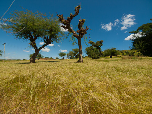 PA152025 
 OLYMPUS DIGITAL CAMERA 
 Keywords: Africa, East Africa, Ethiopia, Olympus, Sub-Saharan Africa, cereals, crops, fields, landscapes, teff, travel, trees