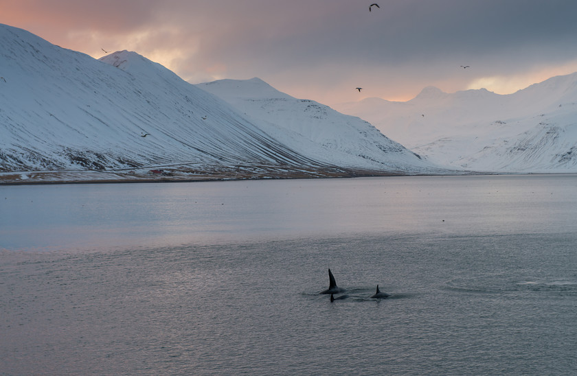 DSC 1239 
 Keywords: Iceland, Snaefellsnes, travel, winter