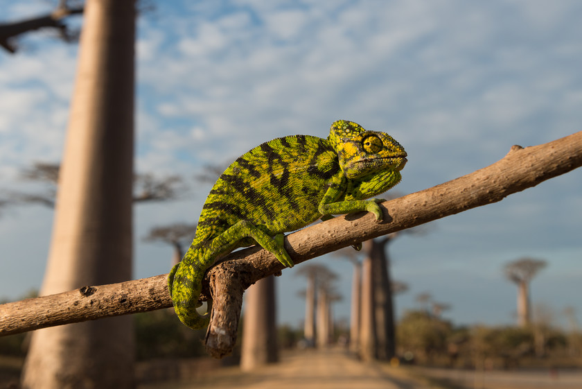 DSC9939 
 www.keithmuirphoto.co.uk 
 Keywords: Avenue of the Baobabs, Madagascar, baobab, chameleon, reptiles, travel, trees, wildlife