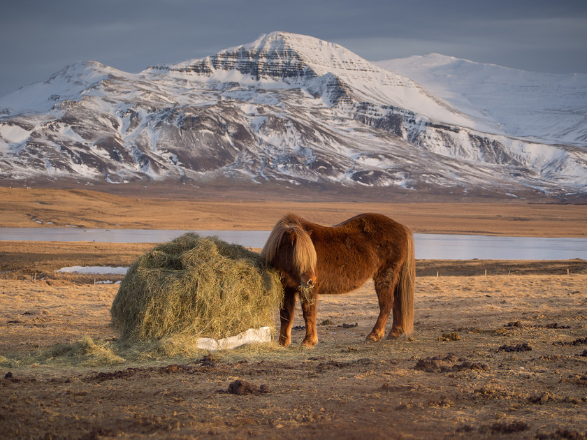 P2100895 
 www.keithmuirphoto.co.uk 
 Keywords: Iceland, animals, horses, mountains, snow, travel, wildlife, winter