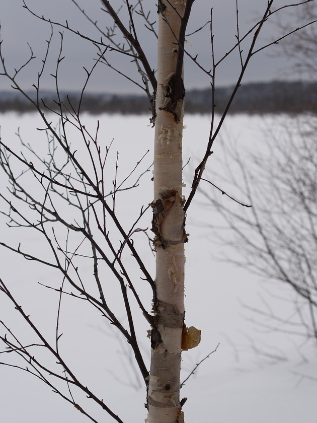 P2150867 
 Birchbark 
 Keywords: Europe, Finland, Lapland, Menesjarvi, Sub-Arctic, birch, landscapes, snow, travel, trees, winter