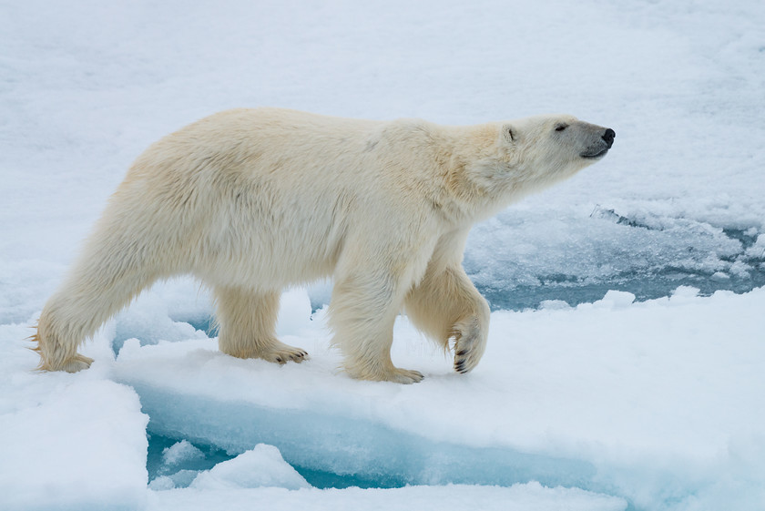 DSC4150 
 www.keithmuirphoto.co.uk 
 Keywords: Arctic, Norway, Polar Bear, Spitzbergen, Svalbard, animals, bear, ice, mammals, nature, pack ice, polar, sea ice, top predator, travel, wildlife