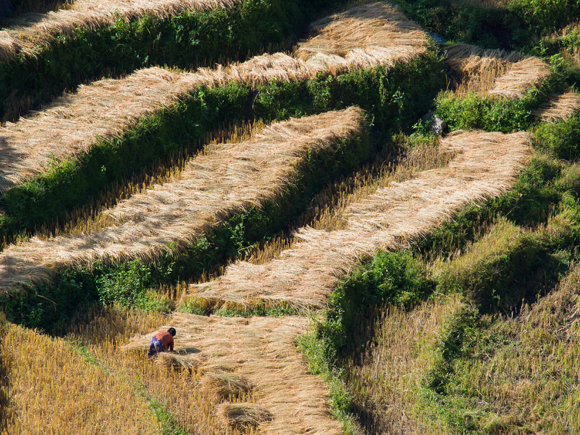 Rice Fields, Phong Me 
 Keywords: Bhutan, Eastern Bhutan, Olympus, Phong Me, countryside, rural