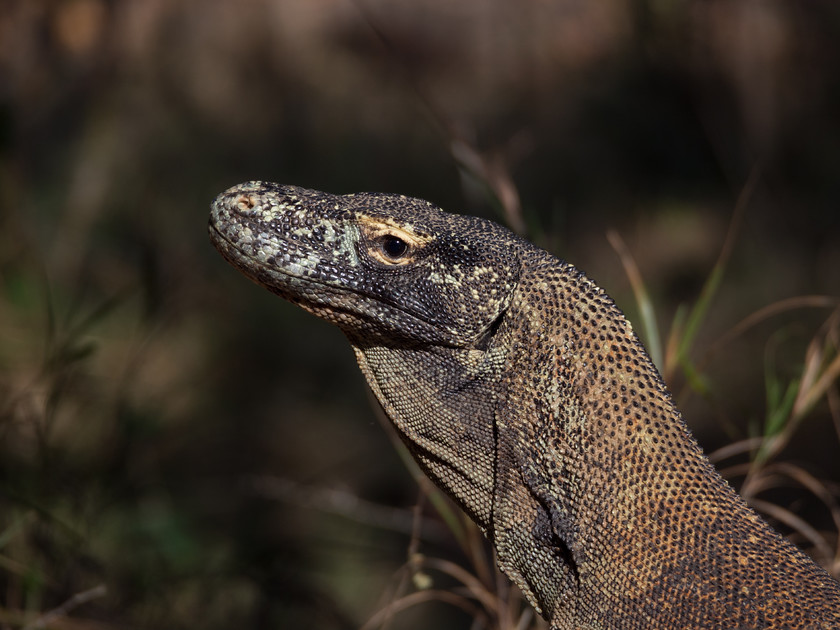 Komodo Dragon 
 Komodo Dragon on Rinca Island, Komodo National Park 
 Keywords: Indonesia, Komodo Dragons, Komodo National Park, Rinca, animals, reptiles, travel, wildlife