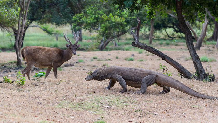 Hunter and Hunted 
 OLYMPUS DIGITAL CAMERA 
 Keywords: Indonesia, Komodo Dragons, Komodo National Park, Rinca, animals, reptiles, travel, wildlife