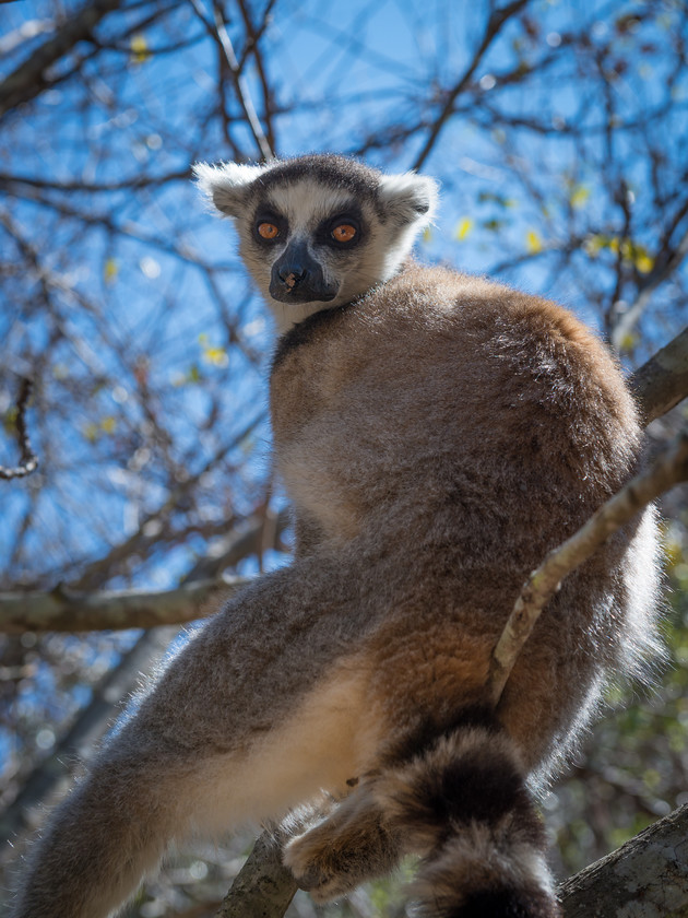 DSC2147 
 www.keithmuirphoto.co.uk 
 Keywords: Isalo, Madagascar, animals, lemur, lemurs, mammals, travel, wildlife