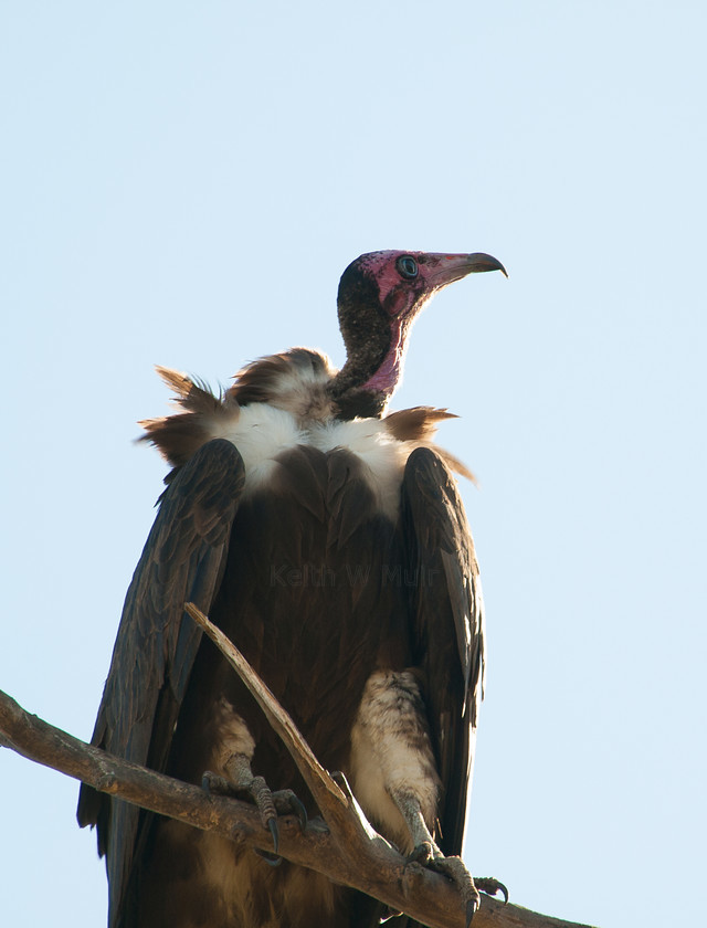 PA141836 
 OLYMPUS DIGITAL CAMERA 
 Keywords: Africa, Bahirdar, East Africa, Ethiopia, Olympus, Sub-Saharan Africa, animals, birds, travel, vulture, wildlife