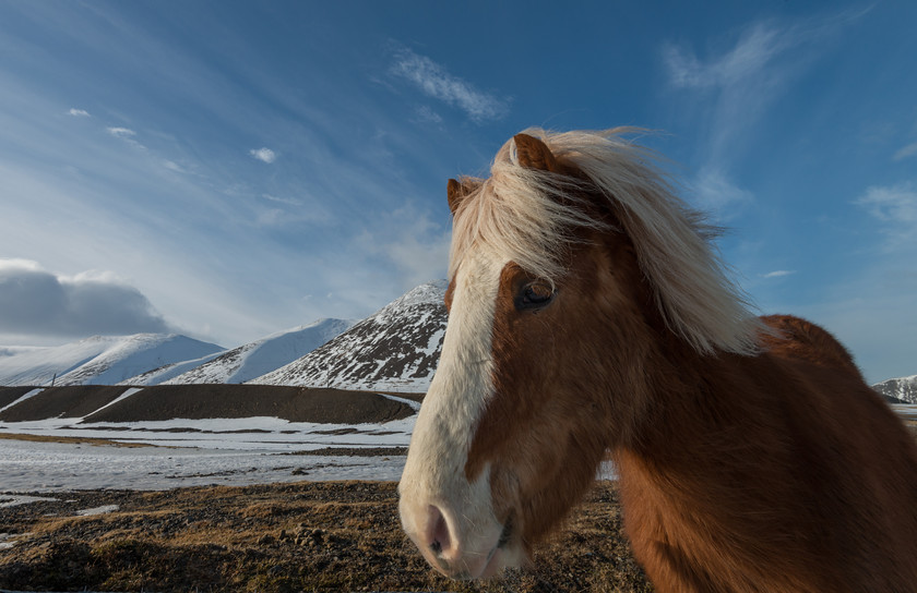 DSC1742 
 www.keithmuirphoto.co.uk 
 Keywords: Iceland, animals, horses, landscapes, travel, wildlife