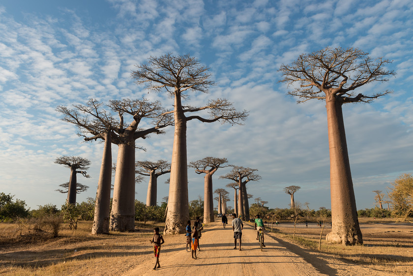 DSC9931 
 www.keithmuirphoto.co.uk 
 Keywords: Avenue of the Baobabs, Madagascar, baobab, landscapes, travel, trees